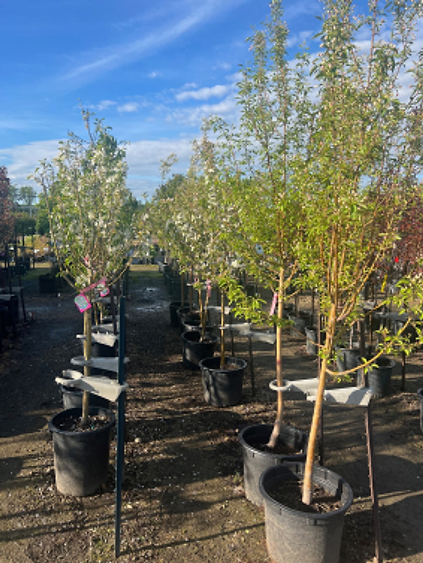 Trees & Shrubs